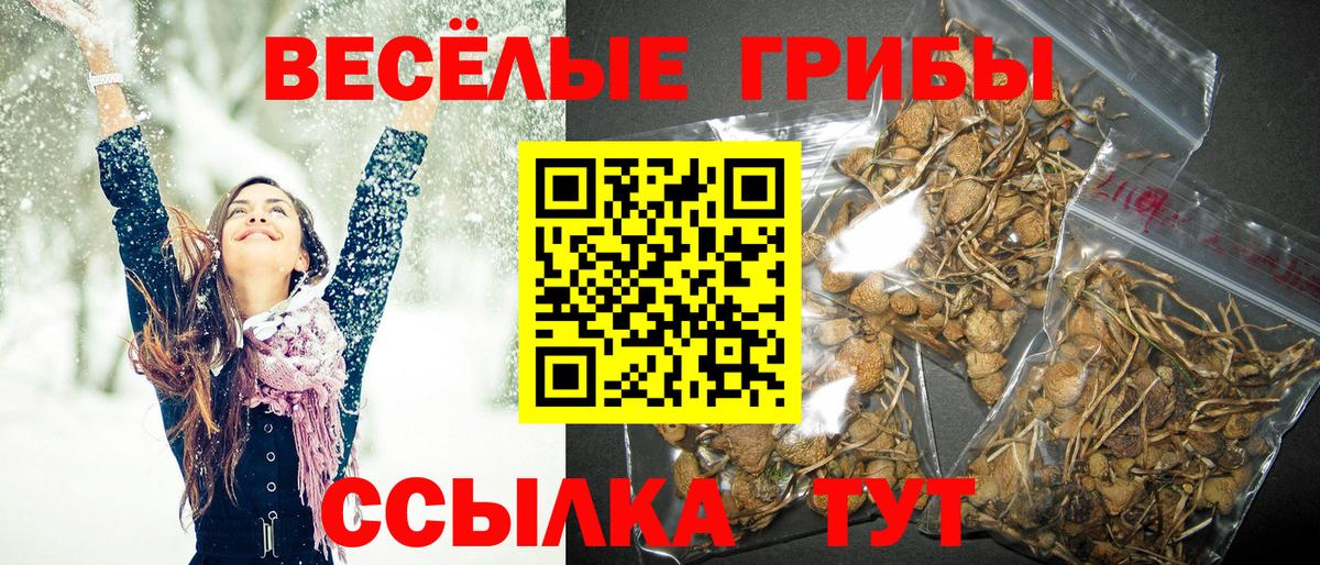 Псилоцибиновые грибы Psilocybine cubensis  Тосно 